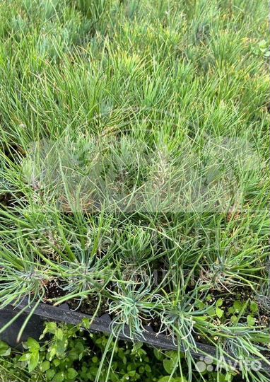 Лиственница Сибирская с зкс сеянцы