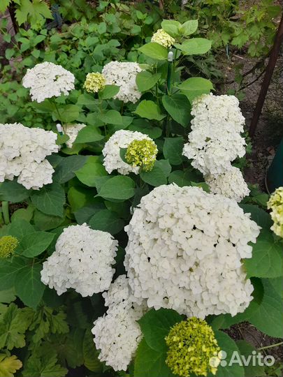 Гортензия Анабель