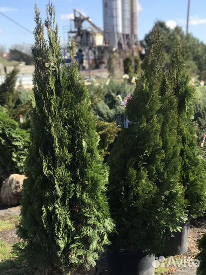 Туя Смарагд (Smaragd)