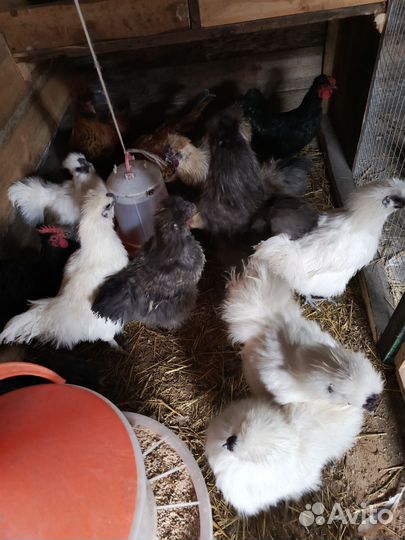 Молодые петушки