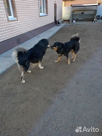 Щенки Бурят- монгольского волкодава (Хотошо)