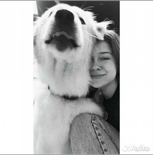 Выгул собак, передержка собак/котиков