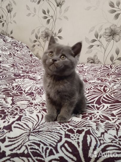 Британские котята