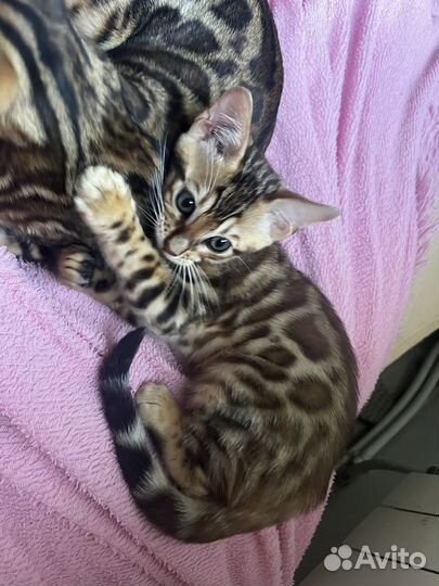 Бенгальский малыш