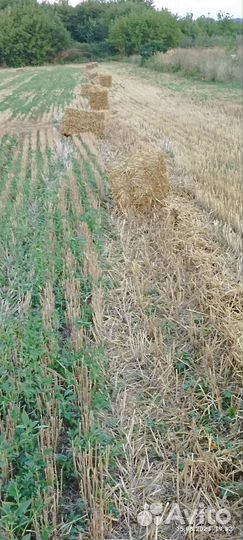 Солома в маленьких тюках