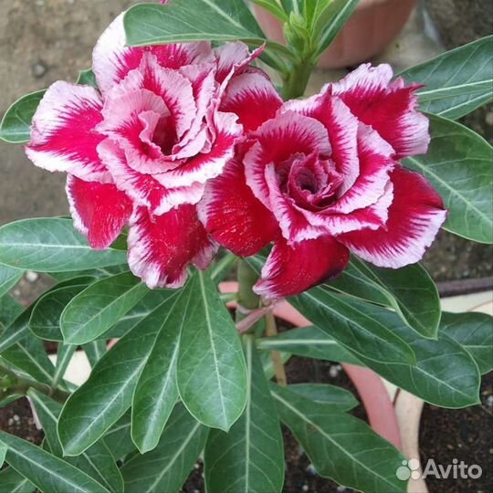 Роза Пустыни. Адениум