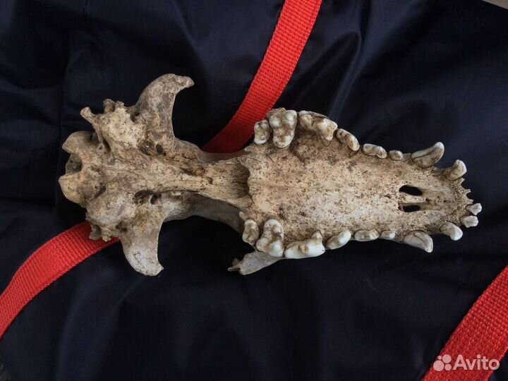 Голова собаки декоративная