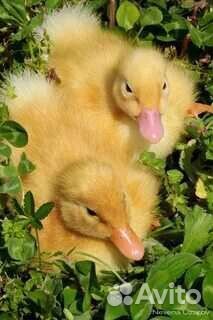 Цыплята