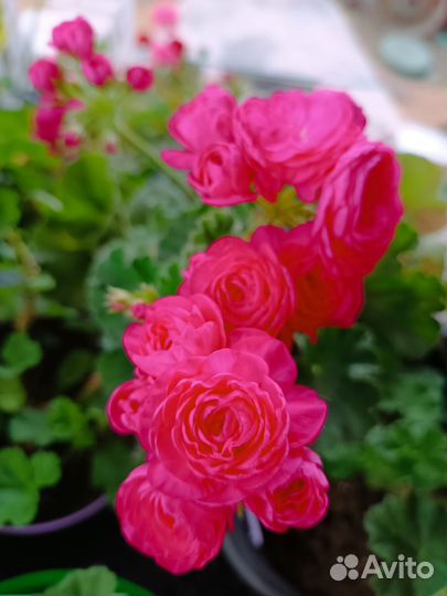 Пеларгония герань сортовая 10 сортов