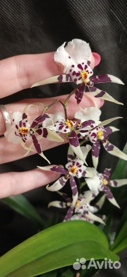 Орхидея онцидиум 1