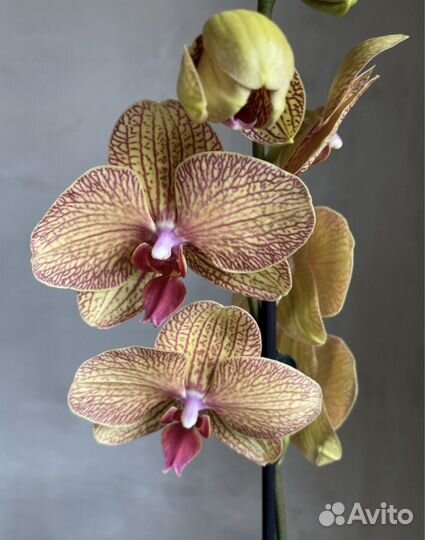 Орхидея фаленопсис Long Apollo
