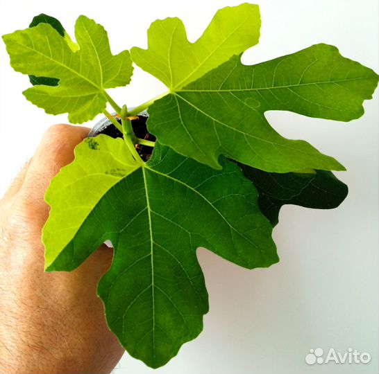 Фикус Джоли Тигр