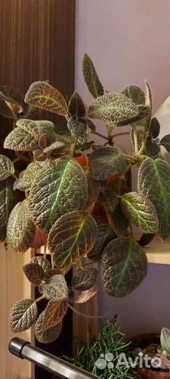 Эписция 3 вида