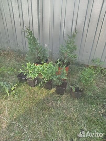 Туя смарагд саженцы