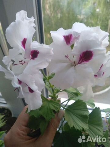 Сортовые королевские пеларгонии