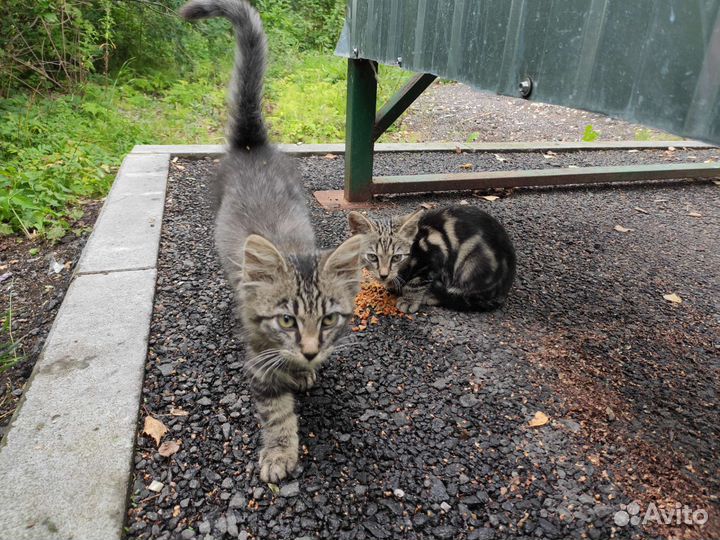 Котята в добрые руки