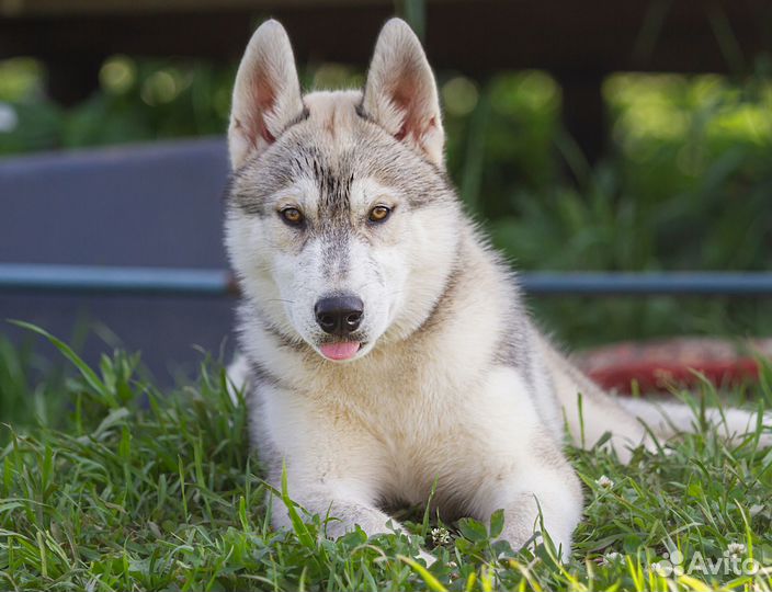 Сибирский хаски щенок мальчик