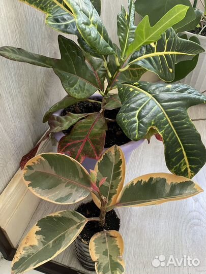 Кротон, фикус Белиз, Педилантус