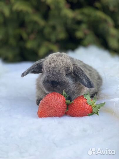 Элитные мини кролики