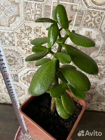 Денежное дерево Крассула Толстянка + подарок хойя