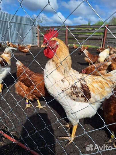 Молодые петухи