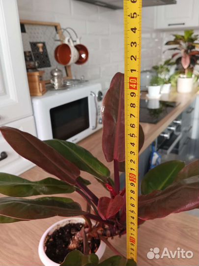 Филодендрон Принц оранж