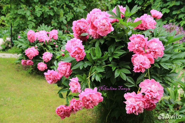 Корни, деленки пиона 