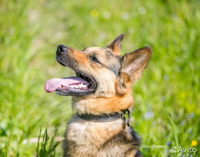 Собака /девочка. Рада