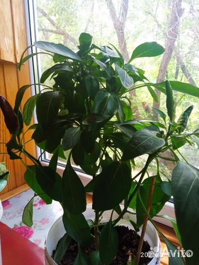 Рассада перец острый горький комнатный