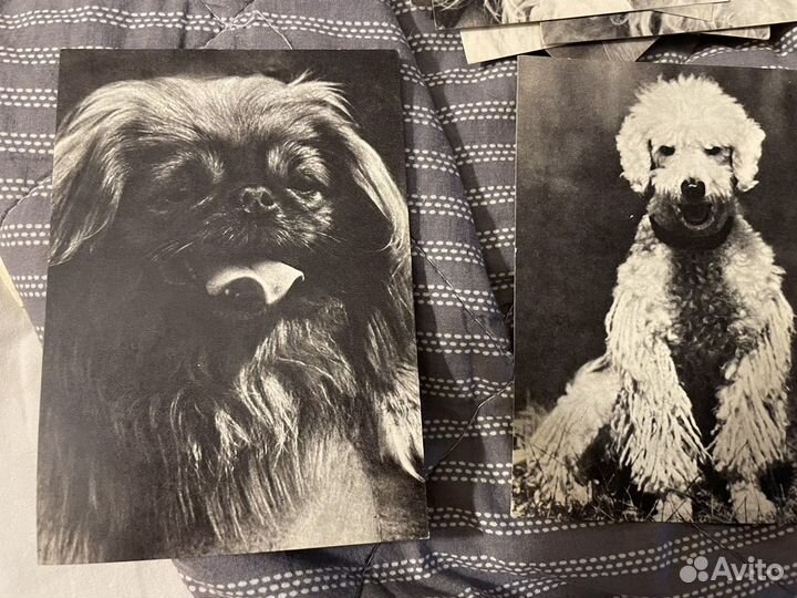 Набор почтовых открыток СССР «Собаки»