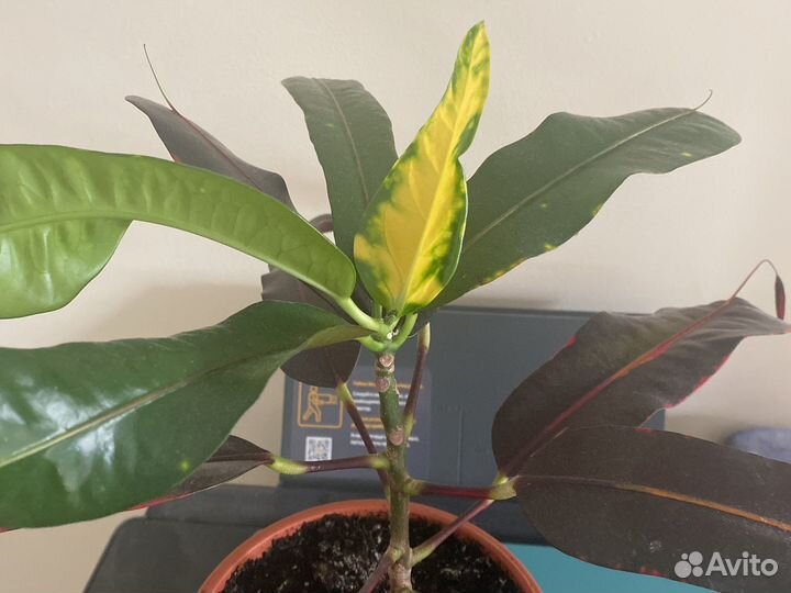 Кодениум кратон