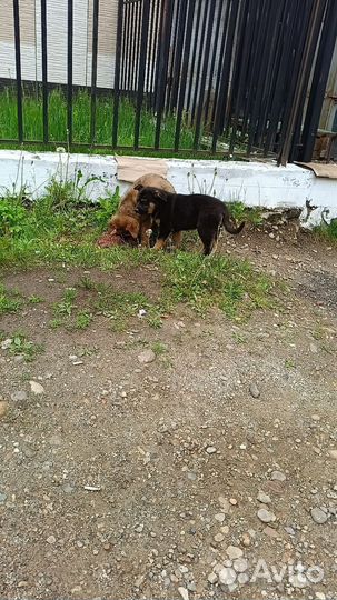 Щенки мальчики