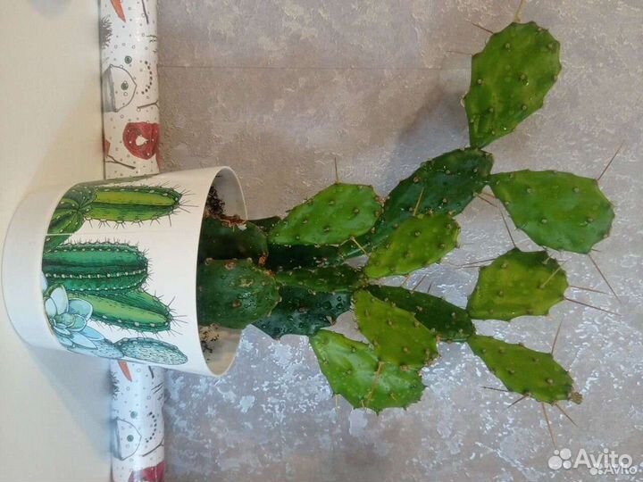 Опунция (кактус)