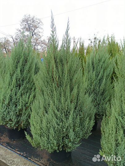 Можжевельник Стрикта