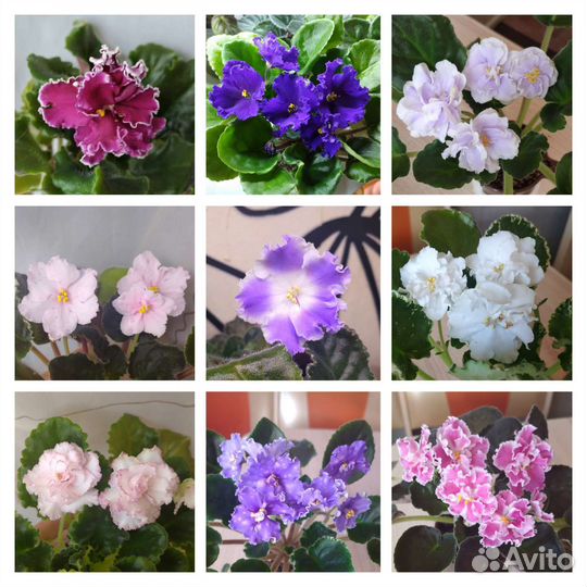 Сортовые фиалки лист