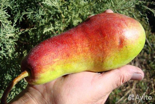 Саженцы груши талгарская красавица (ва-29)