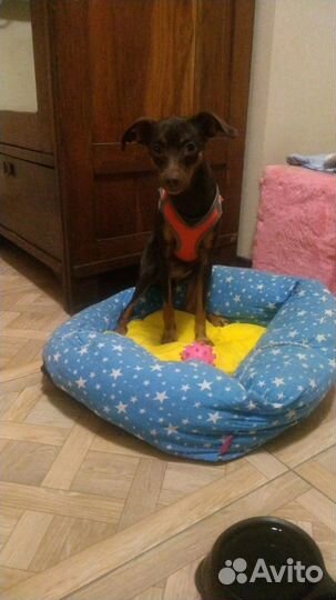 Передержка для кошек и собак