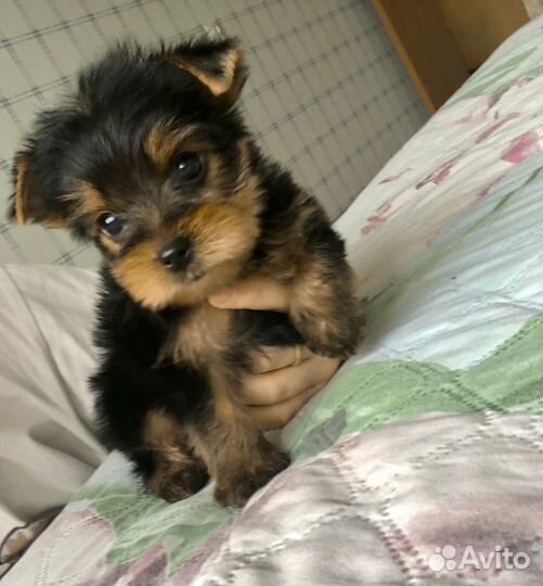 Йоркширский терьер мини