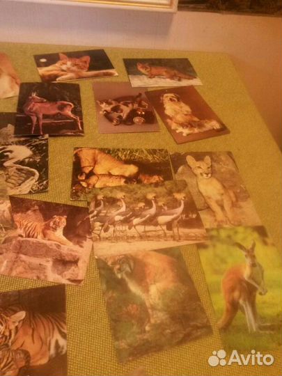 Набор советских открыток животных и птиц 62 шт