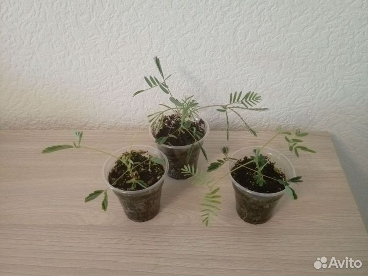 Мимоза стыдливая недотрога