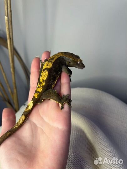 Бананоед и террариум