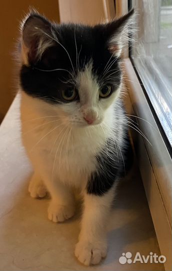 Малышка котодевочка Пэппи 2,5 месяца с добрые руки