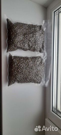 Кукуруза Зерновые для рыбалки