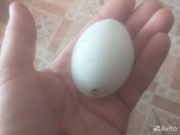 Домашние куриные яйца