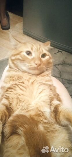 Потерялся кот