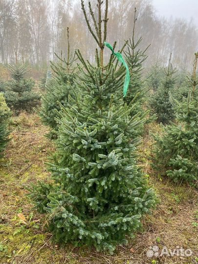 Елка на Новый год