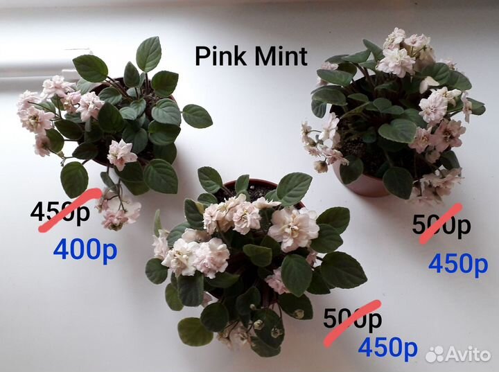 Фиалки-трейлеры укор. растения