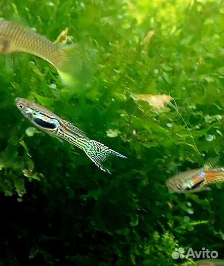 Гуппи Эндлера Кобра, Коридорас Пигмей