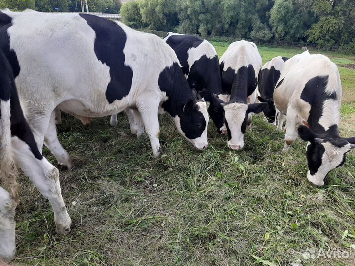 Бычки и телята