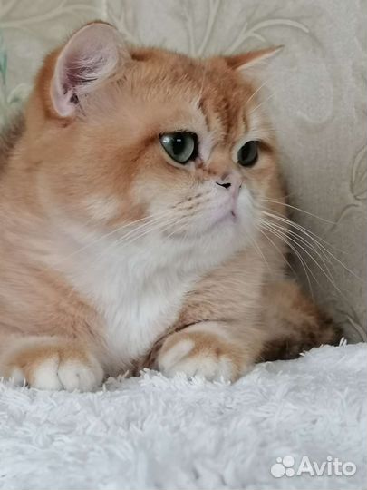 Британская золотая шиншилла. Кот